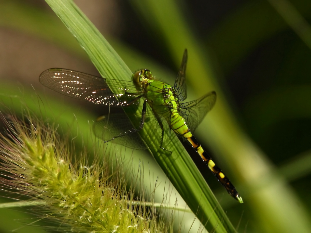 2014 08 24 HTP 81076e