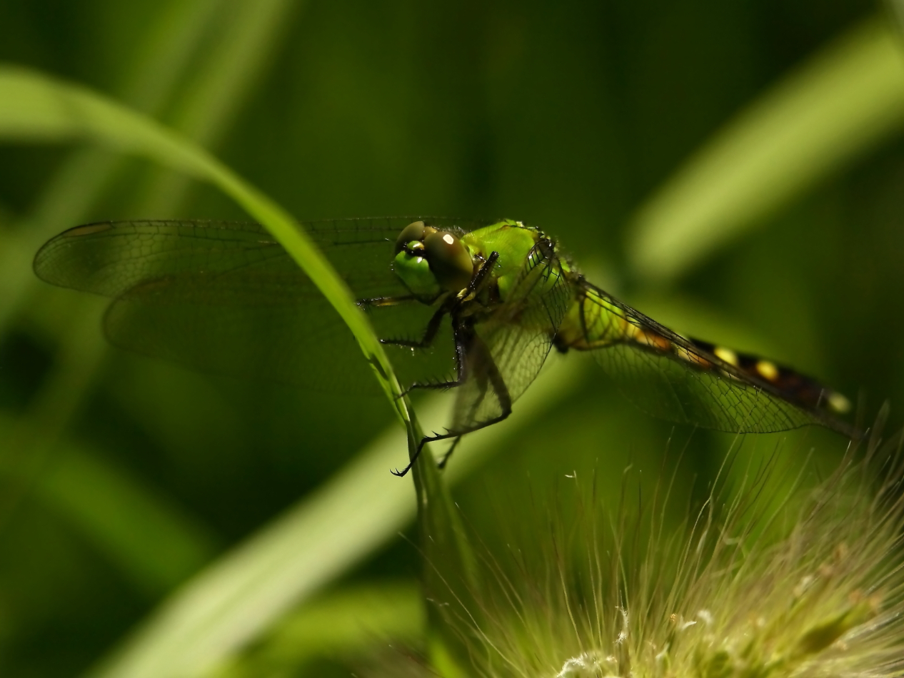 2014 08 24 HTP 81101e