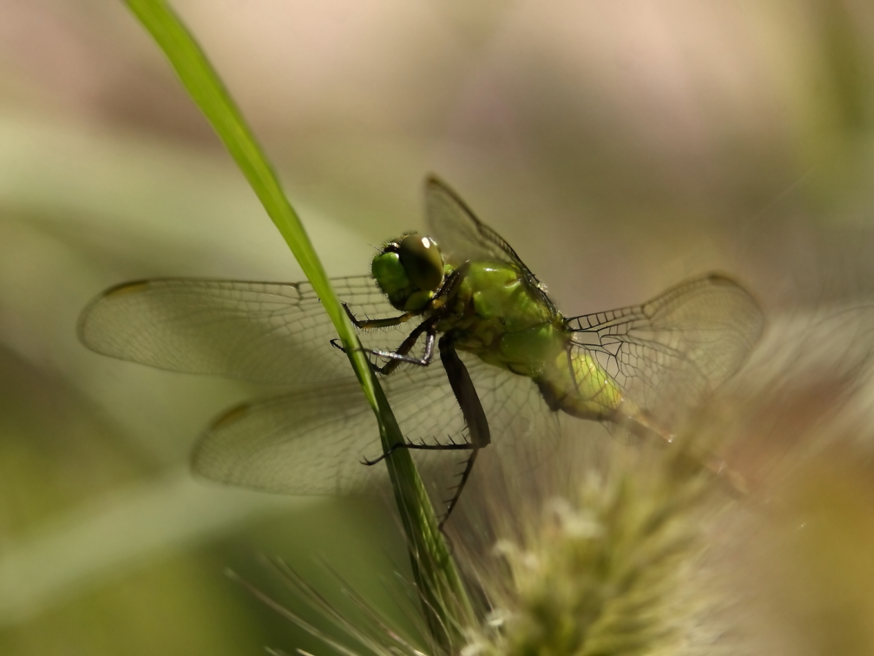 2014 08 24 HTP 81104e