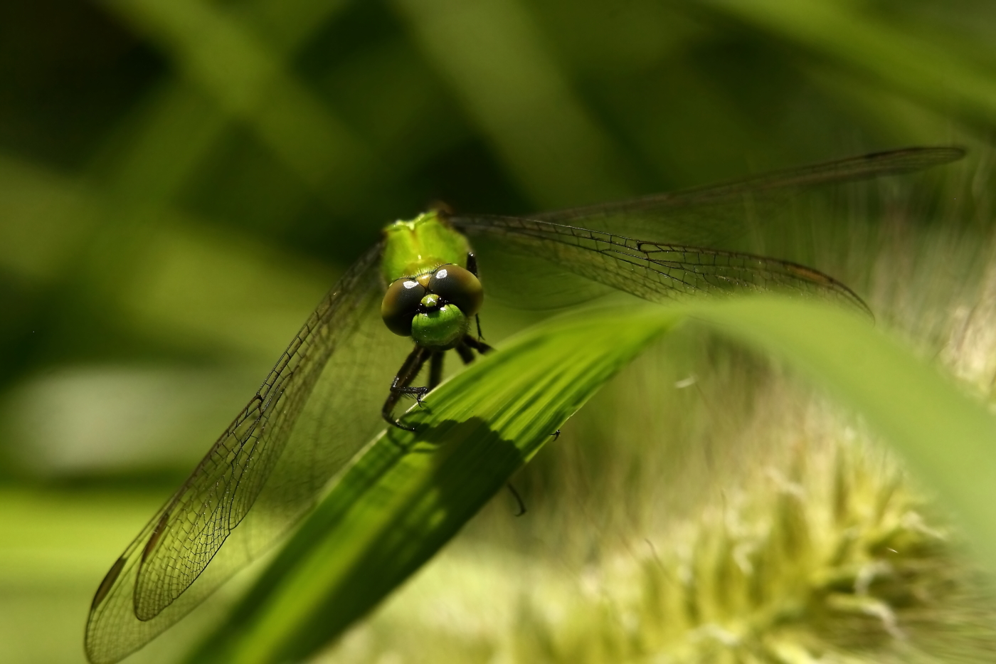 2014 08 24 HTP 81115e