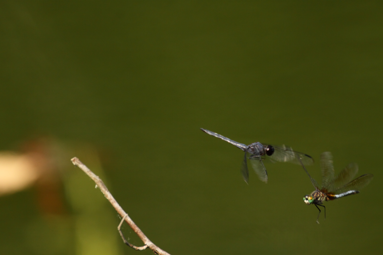 2014 09 07 HTP 85576