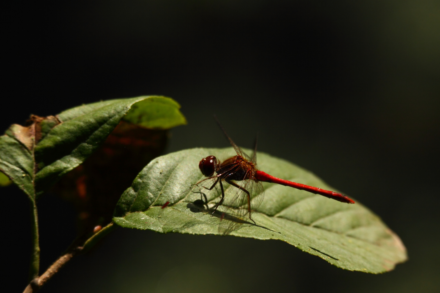 2014 09 23 HTP 88952