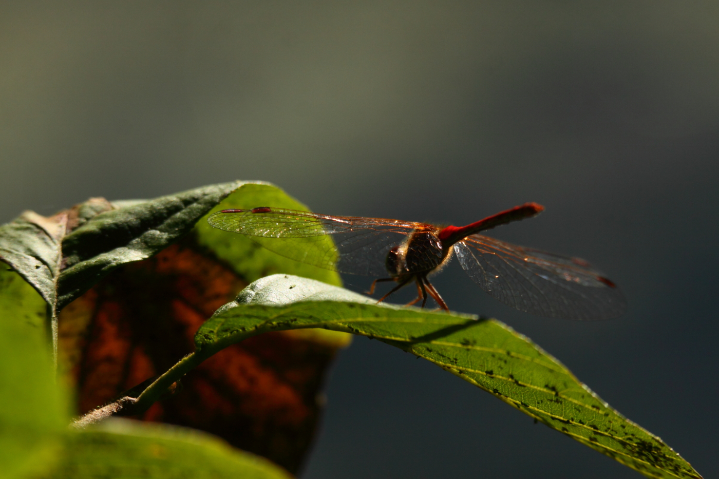 2014 09 23 HTP 88976