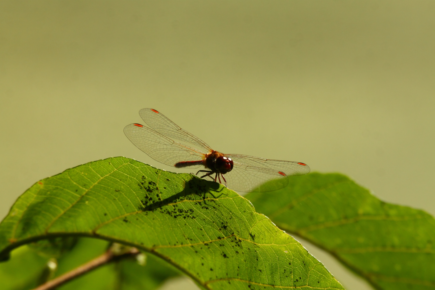 2014 09 23 HTP 89012
