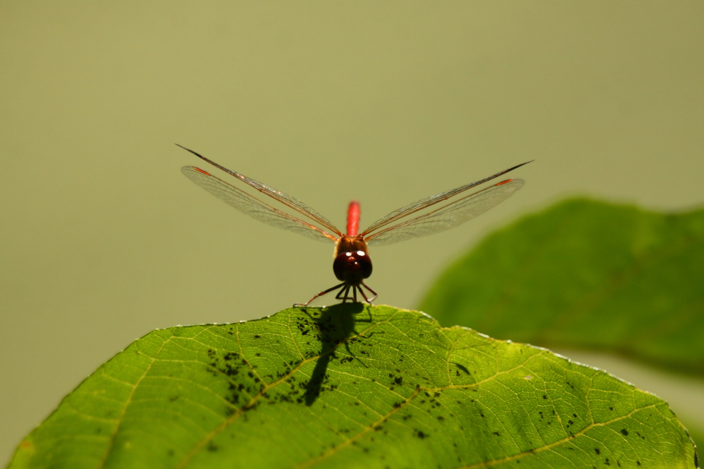 2014 09 23 HTP 89036