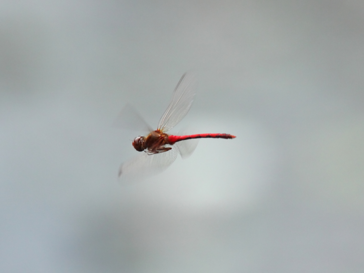 2014 09 29 HTP 92755e