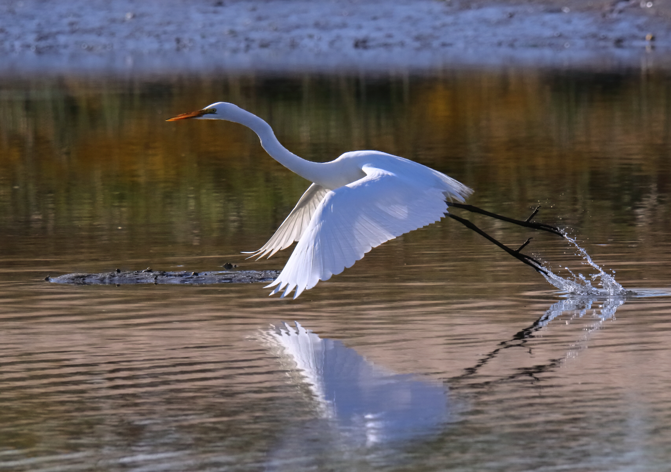Egrets
