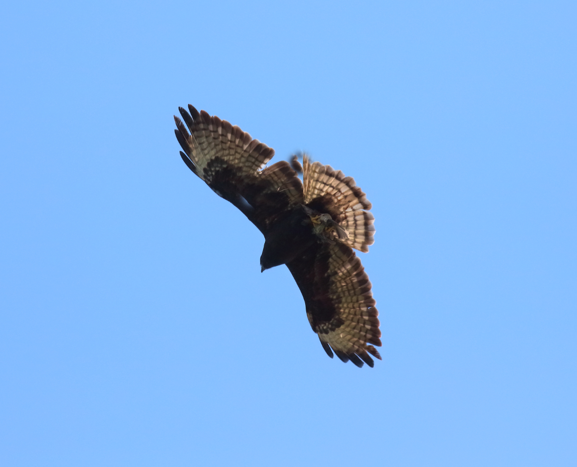 2019 05 25 HTP 90067e