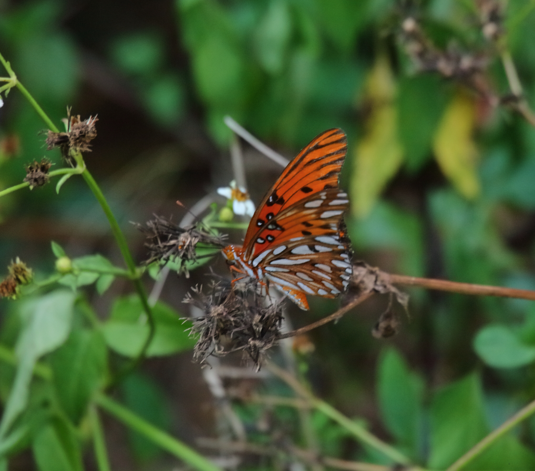 2019 05 26 HTP 90134e