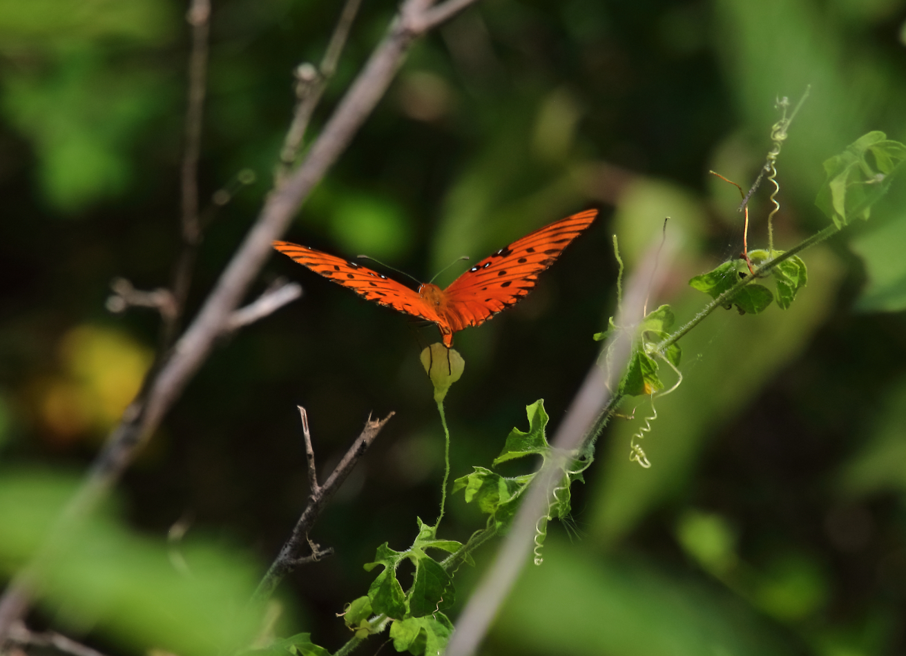 2019 05 26 HTP 90150e