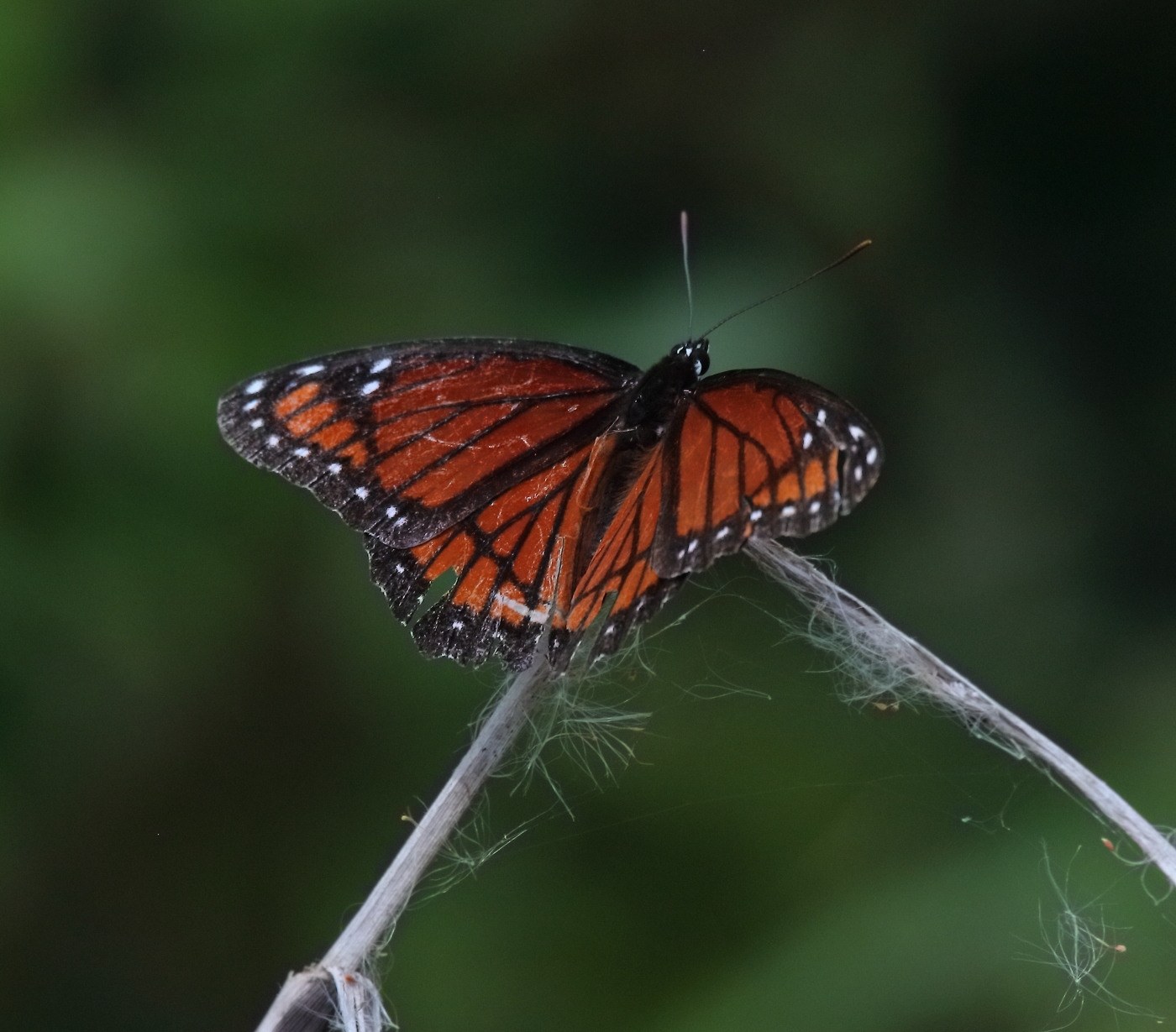 2019 05 26 HTP 90166e
