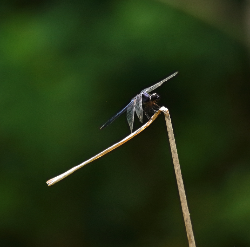 2019 05 26 HTP 90173e