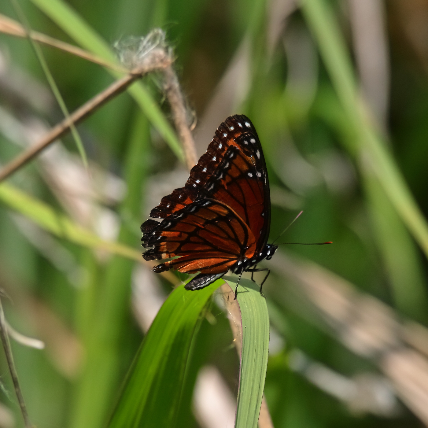 2019 05 26 HTP 90198e