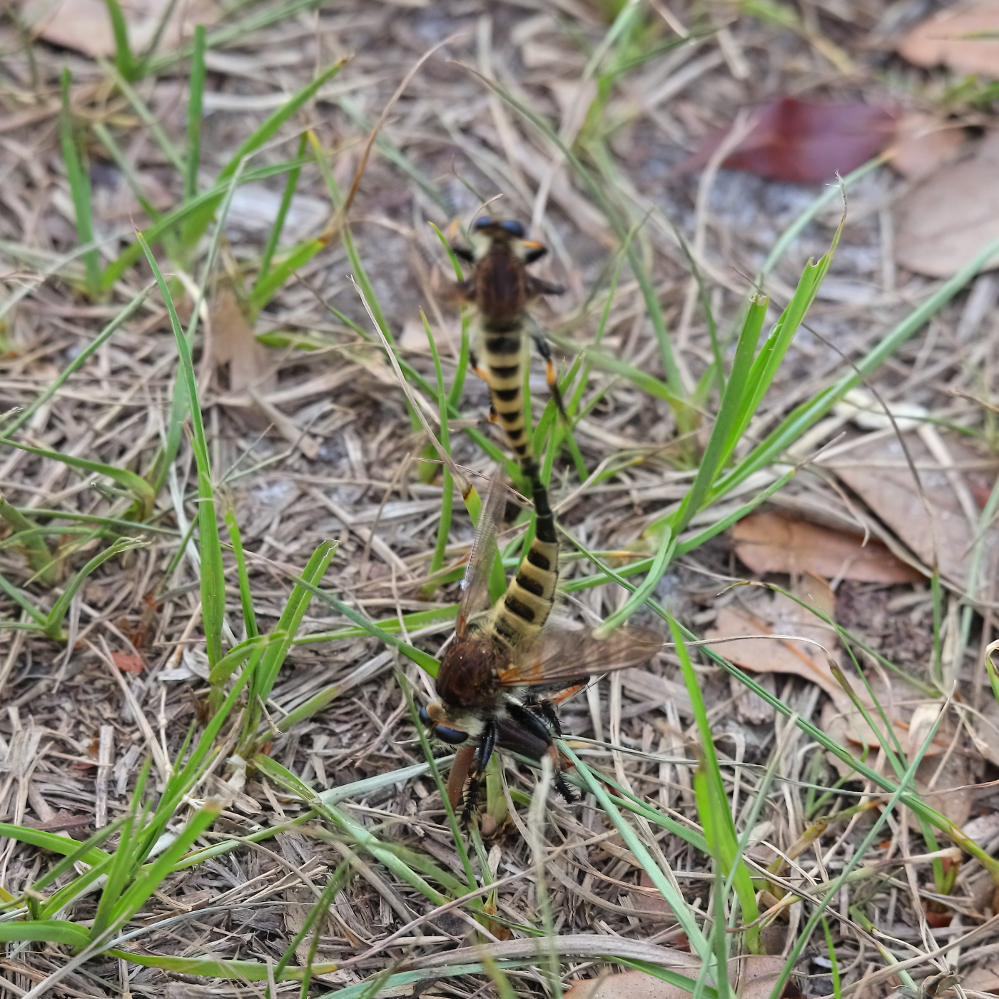 2019 05 26 HTP 90205e