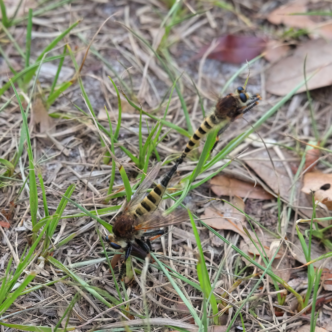 2019 05 26 HTP 90206e