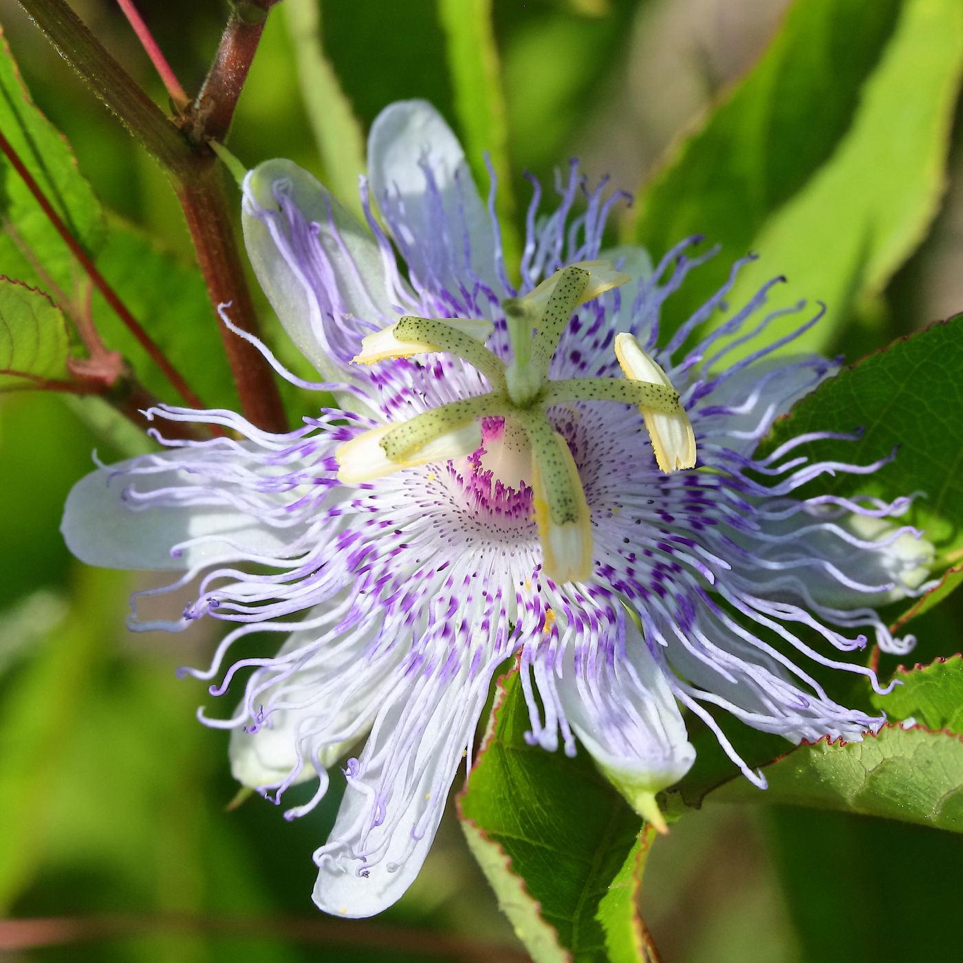 2019 05 26 HTP 90245e
