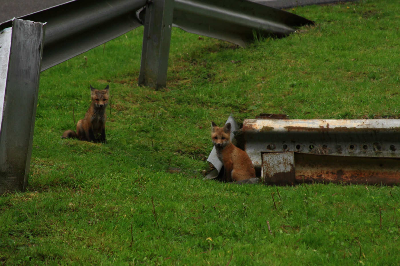 Fox