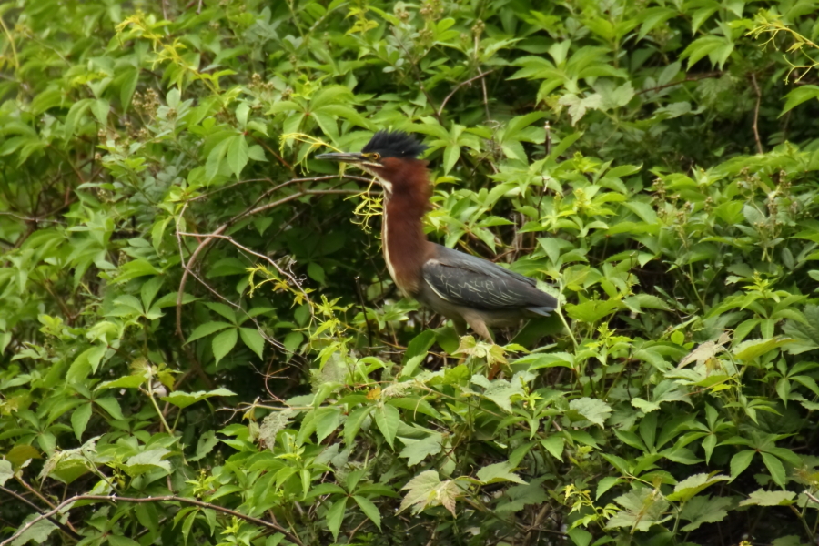 2013 05 22 IMG 07458