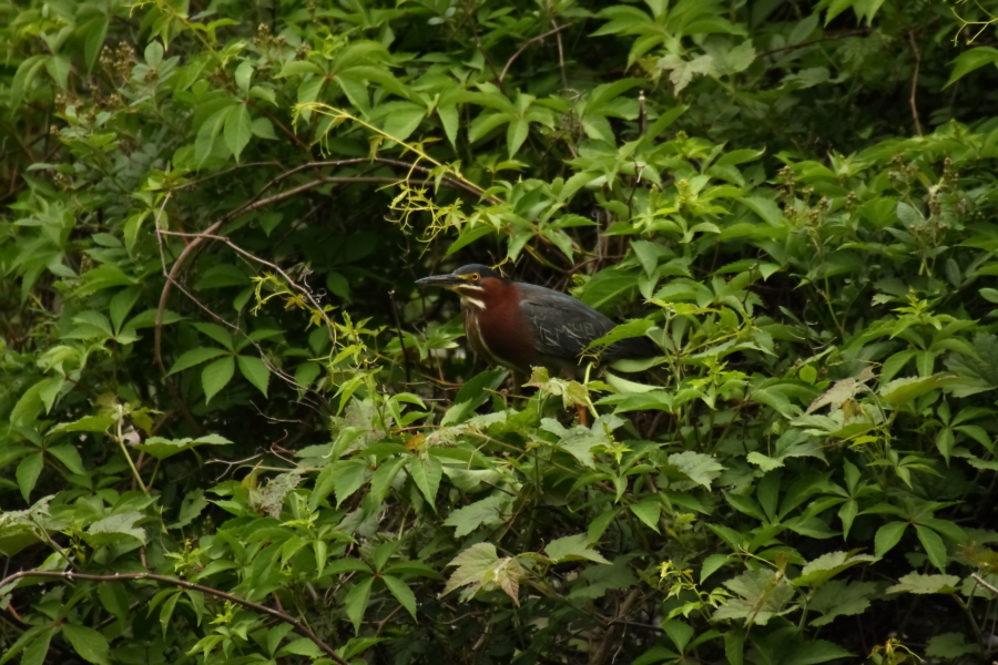 2013 05 22 IMG 07463