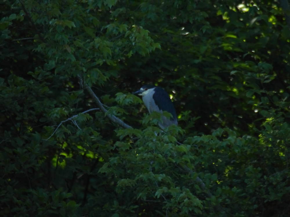 2013 06 14 IMG 10695e