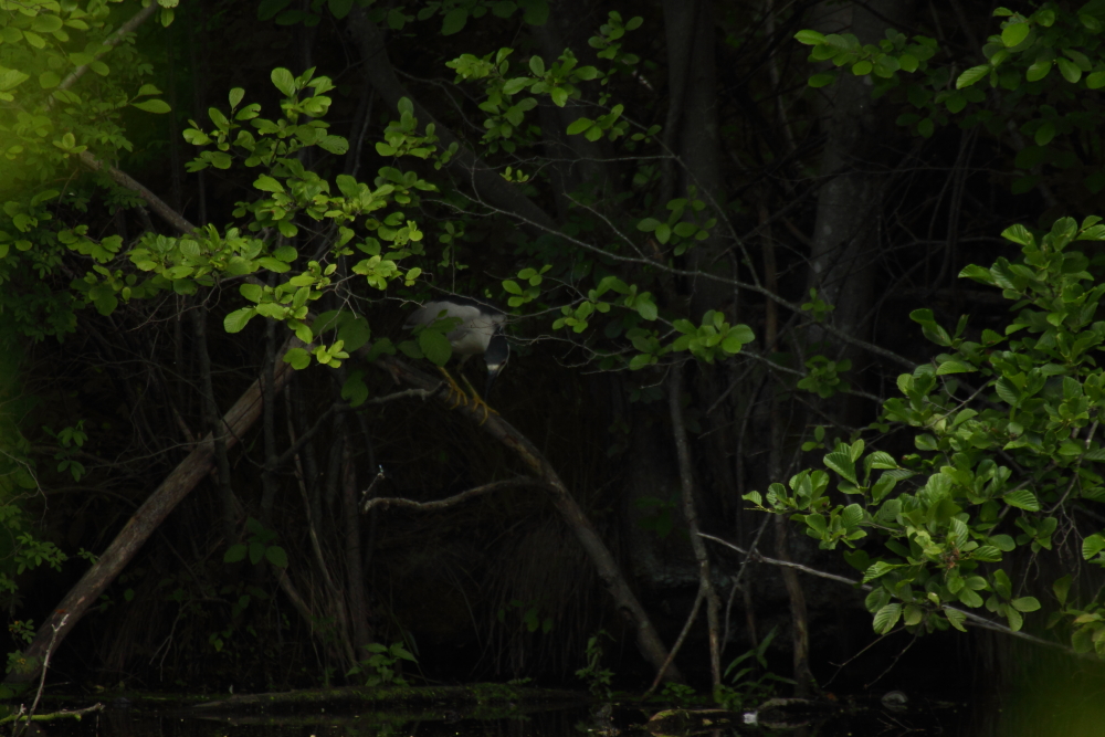 2013 06 17 IMG 10939