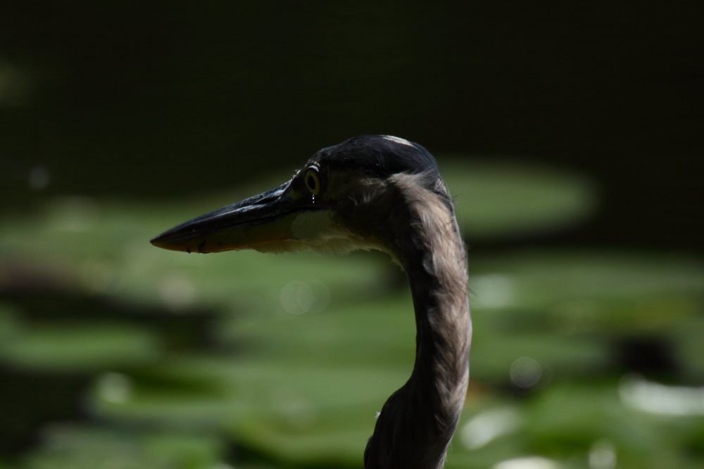 2013 08 25 HTP 03900
