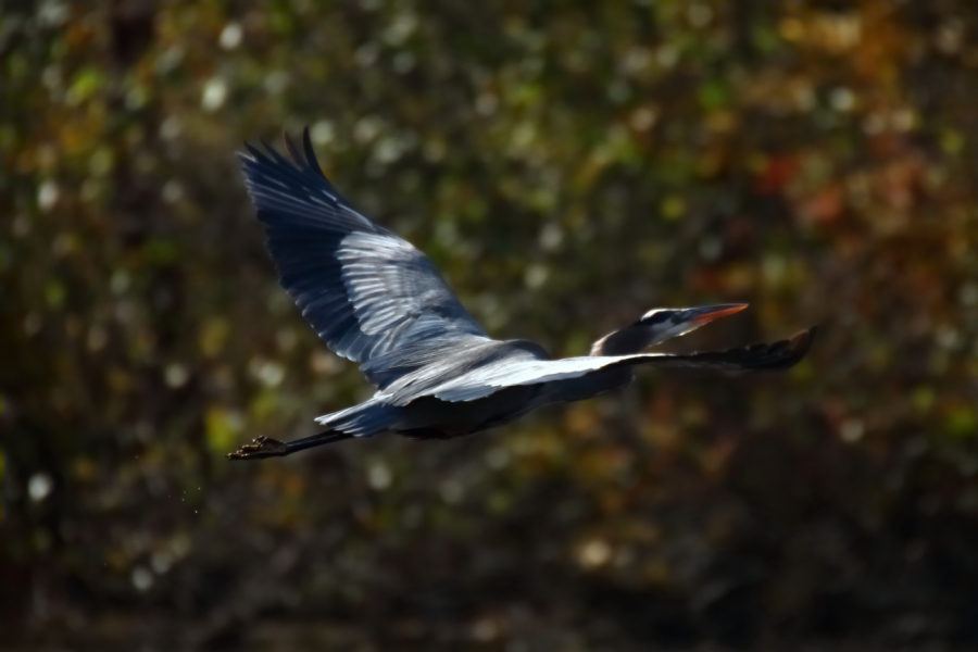 2013 11 08 HTP 16243e