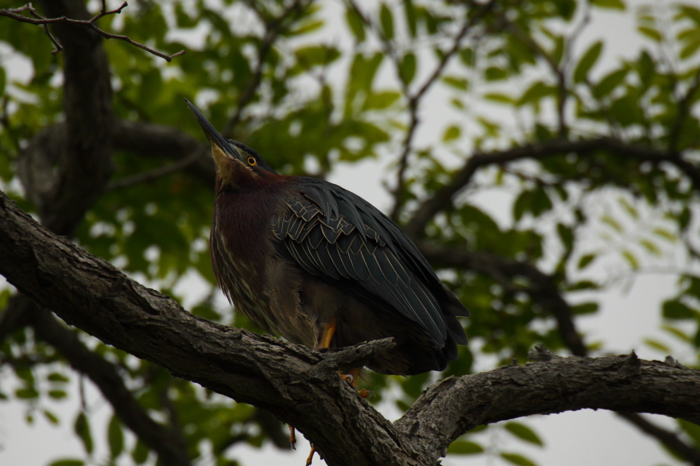 2014 05 23 HTP 53977
