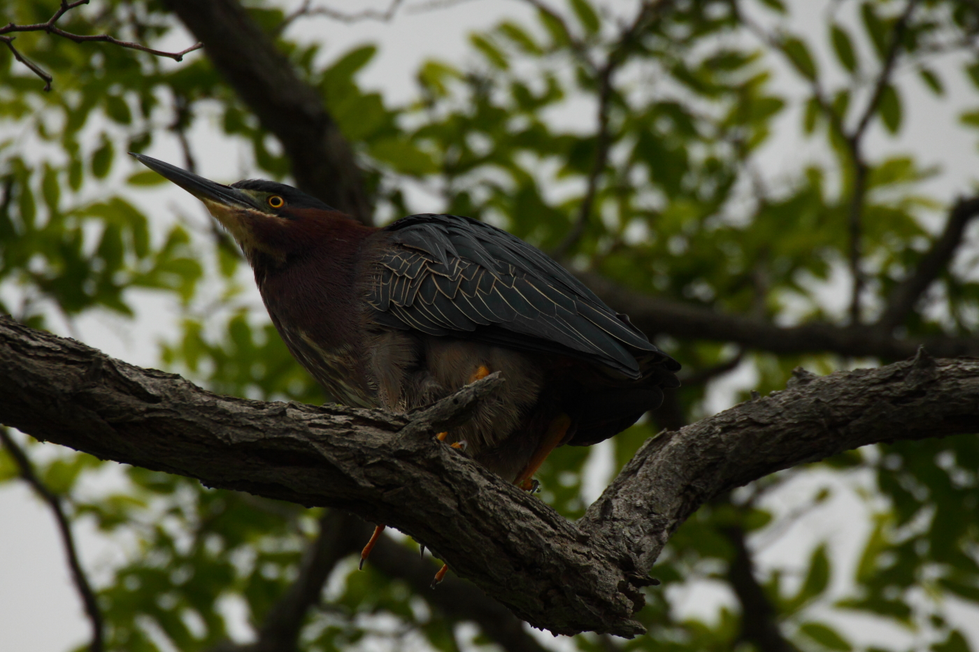 2014 05 23 HTP 53986