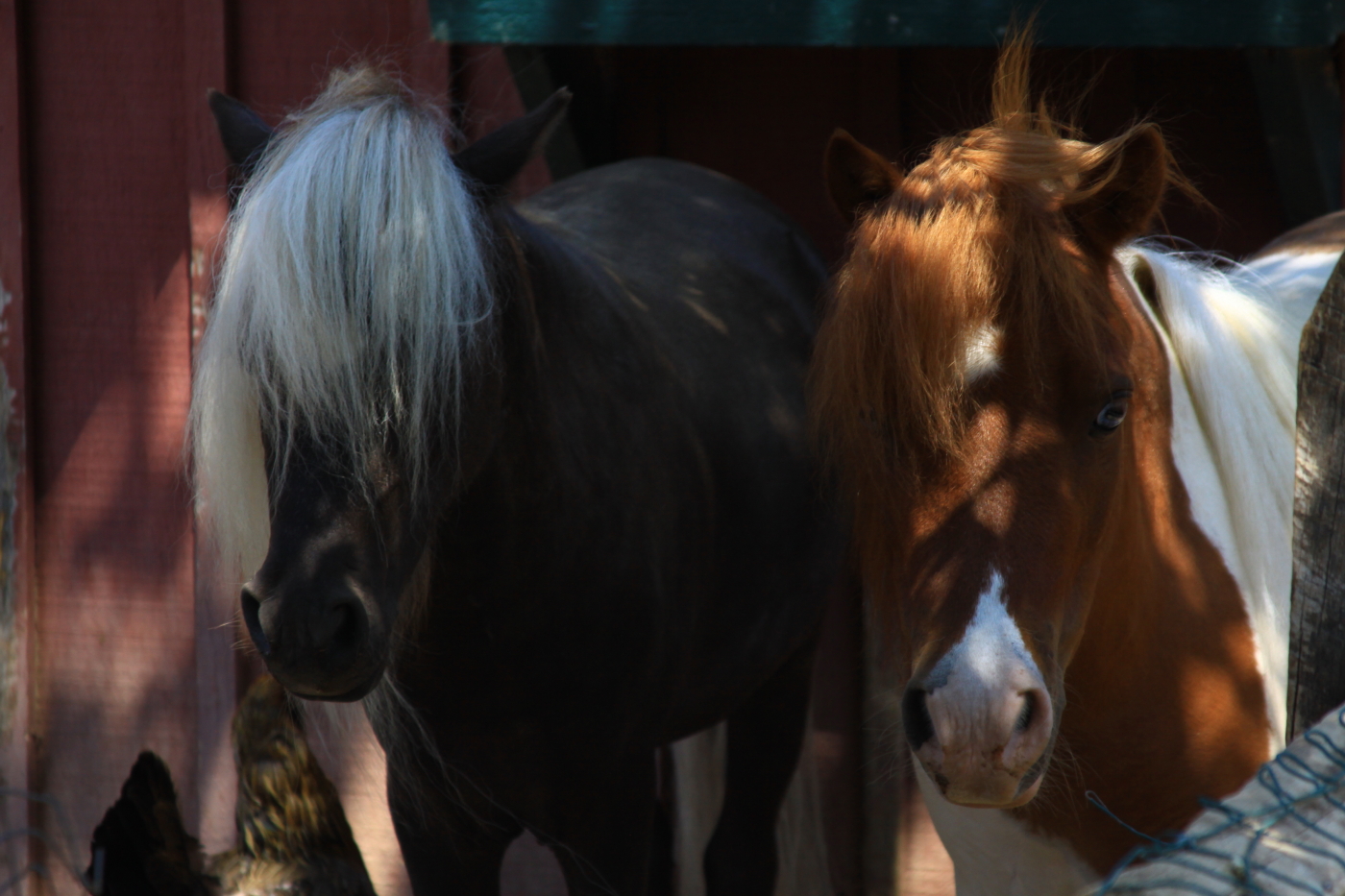 Horses