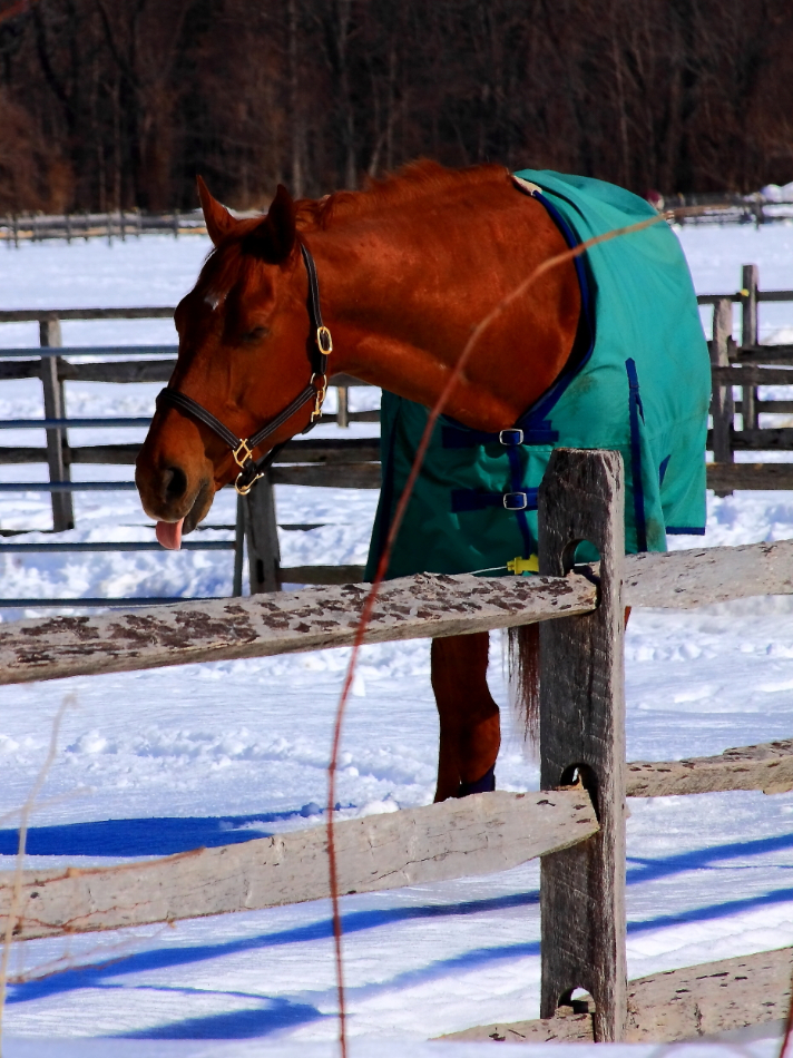 2011 02 06 IMG 20275e