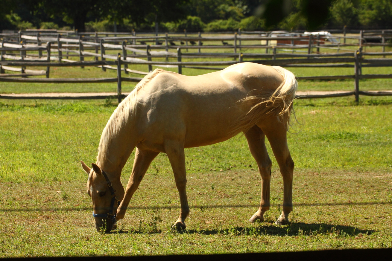 2015 08 09 HTP 0285
