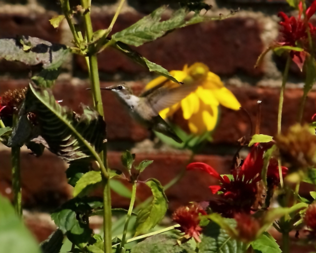 2011 08 20 IMG 35982e