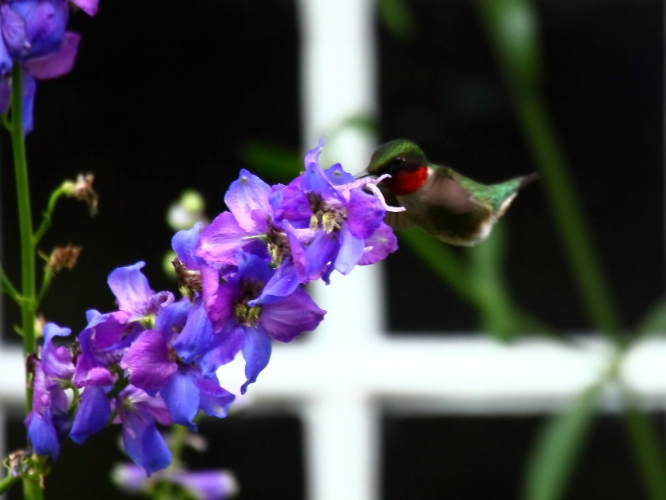 2014 07 19 HTP 74446e