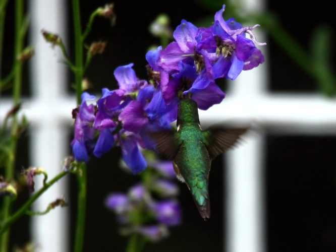 2014 07 19 HTP 74449e
