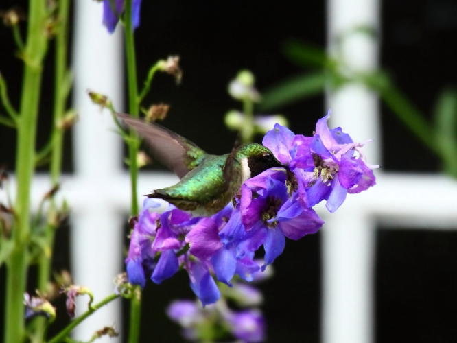 2014 07 19 HTP 74456e