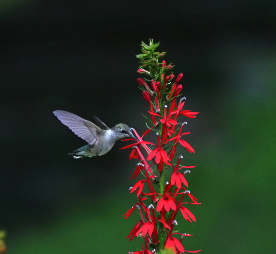 2019 08 17 HTP 51301e