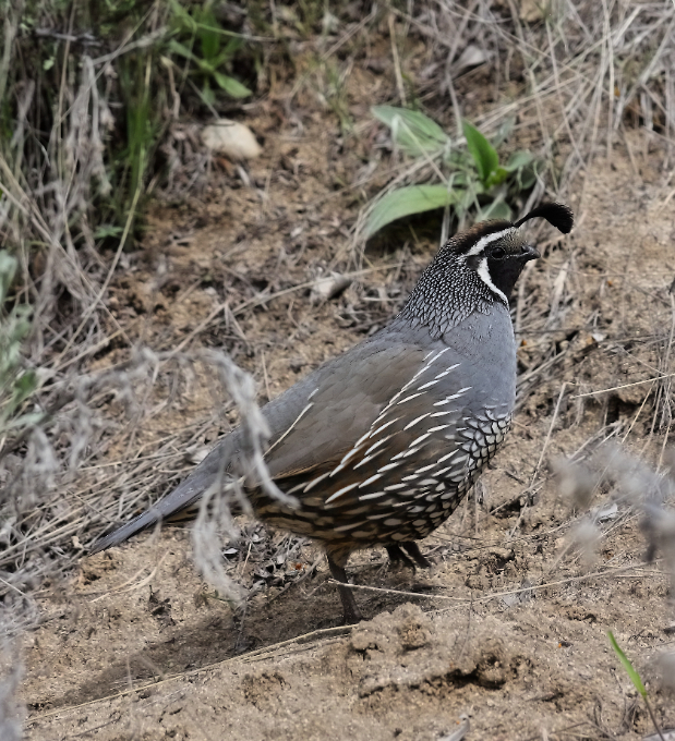 2019 04 15 HTP 90692