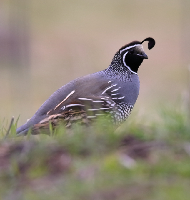 2019 04 15 HTP 90985e
