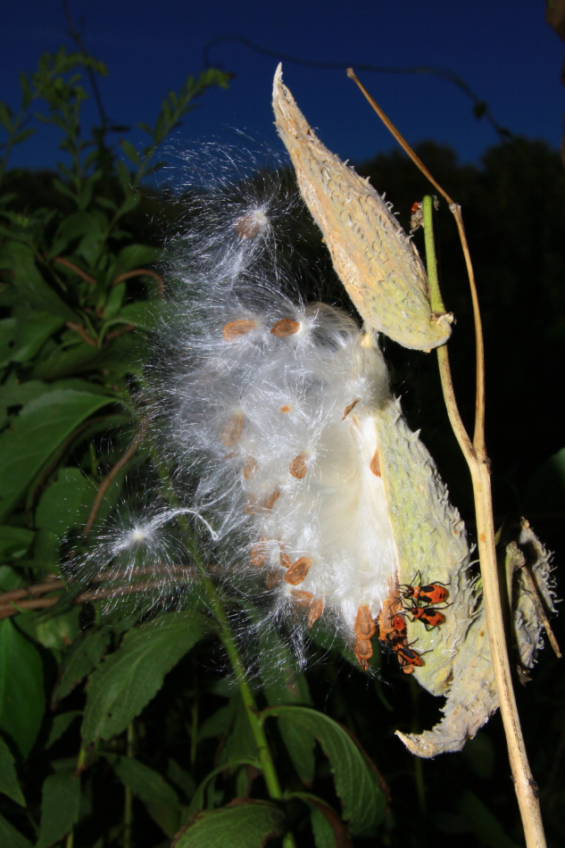 2010 09 06 IMG 07248