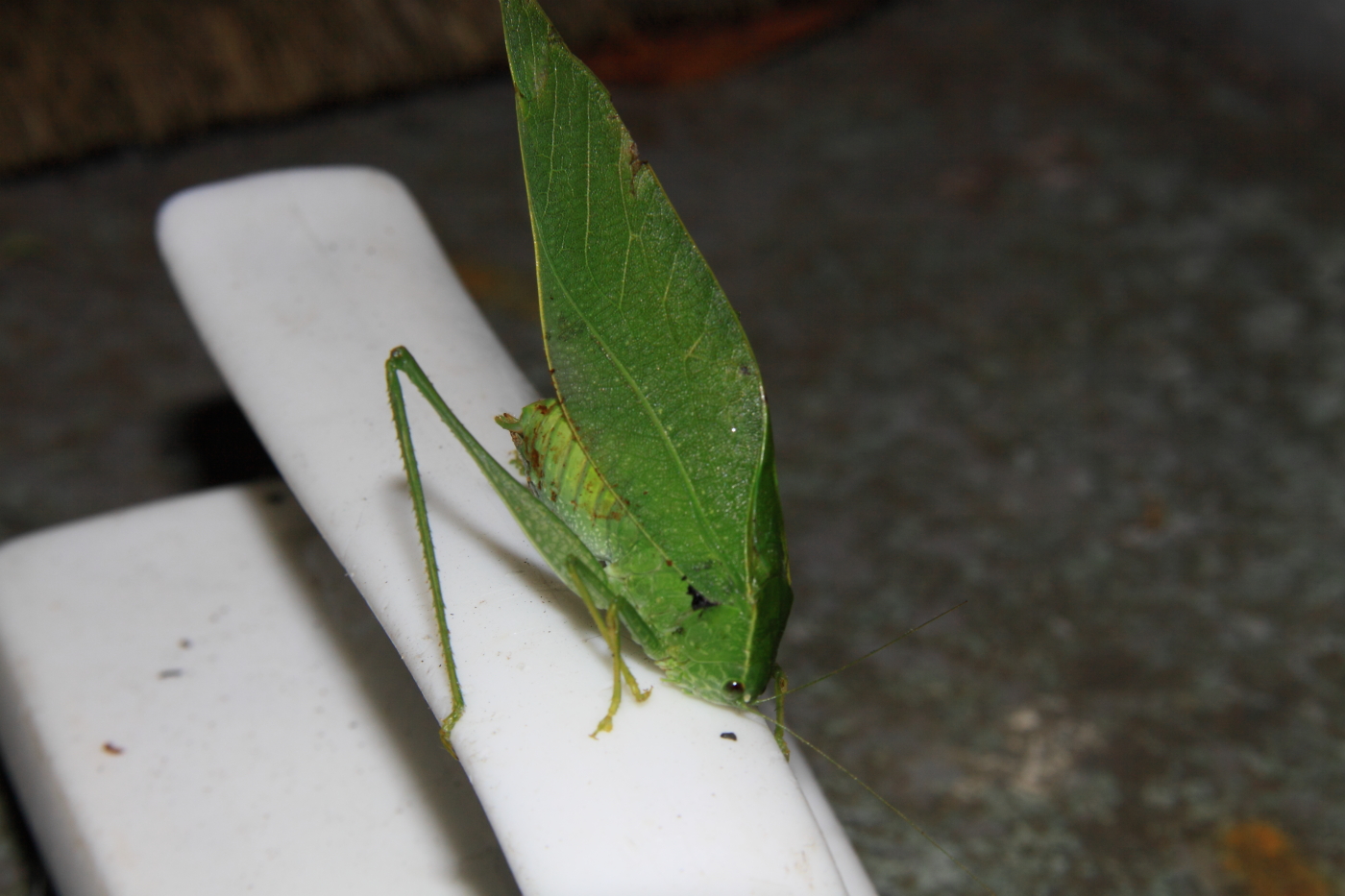2010 09 11 IMG 07894