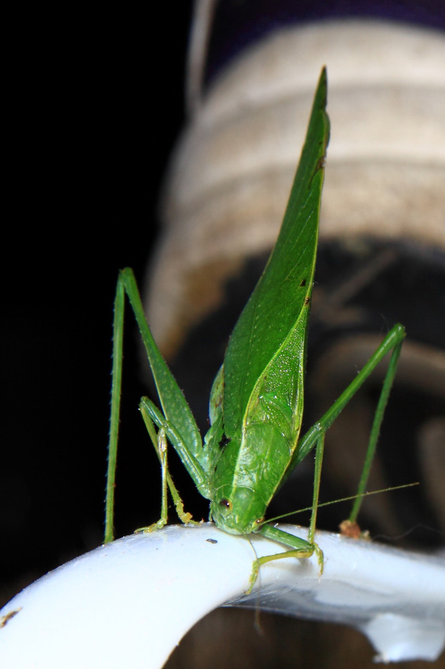 2010 09 11 IMG 07898e