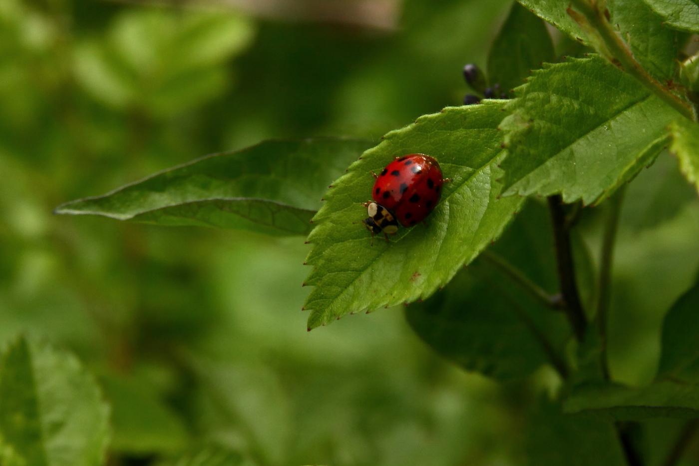 2012 05 08 1624e
