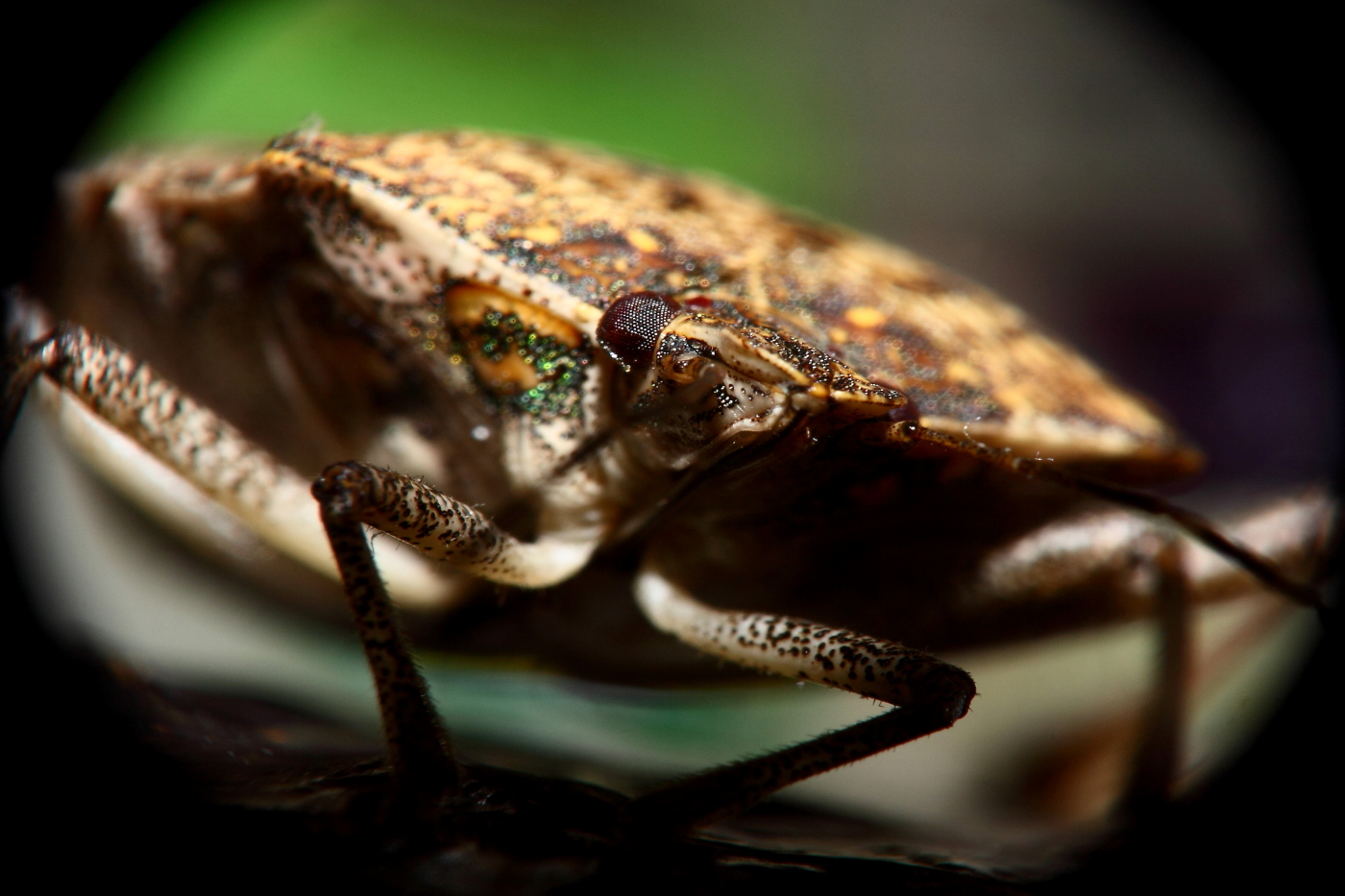 2013 01 31 IMG 3131e
