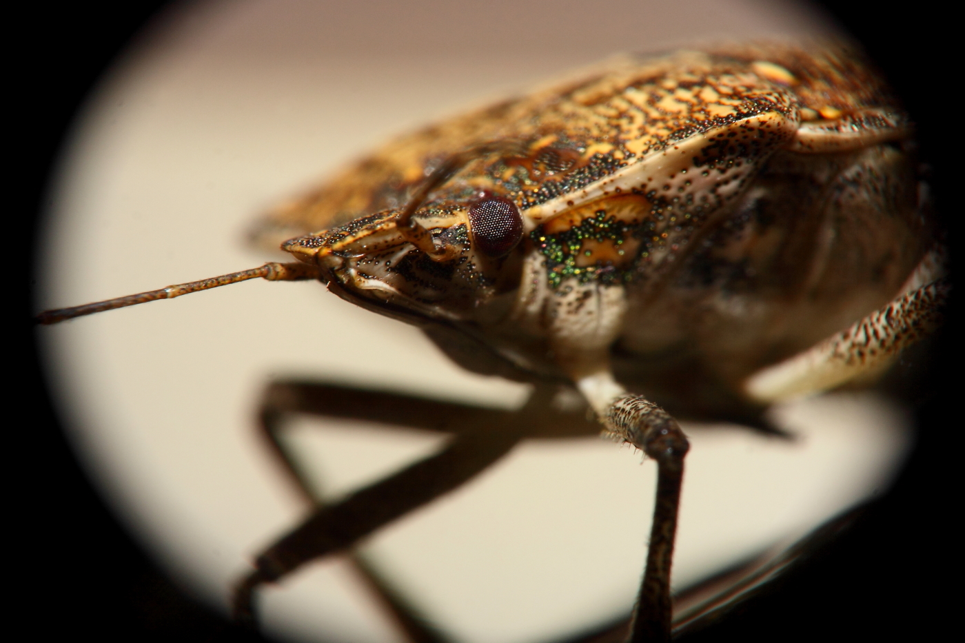 2013 01 31 IMG 3134e