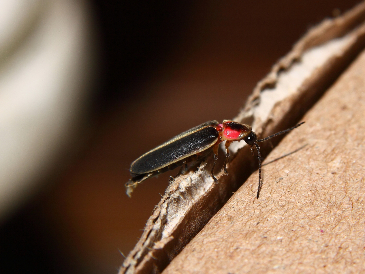 2013 07 02 IMG 12496e