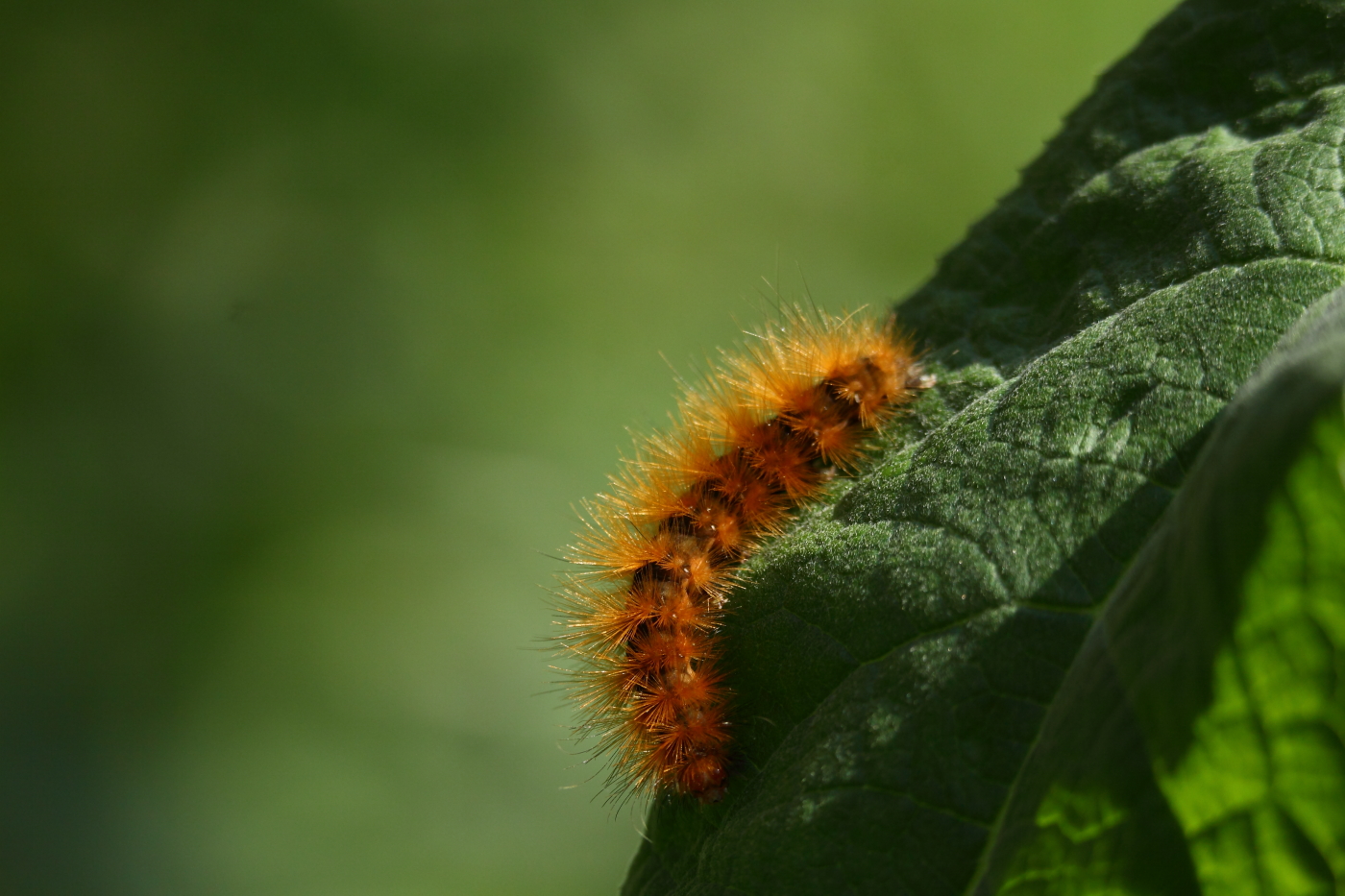 2013 08 15 HTP 03246