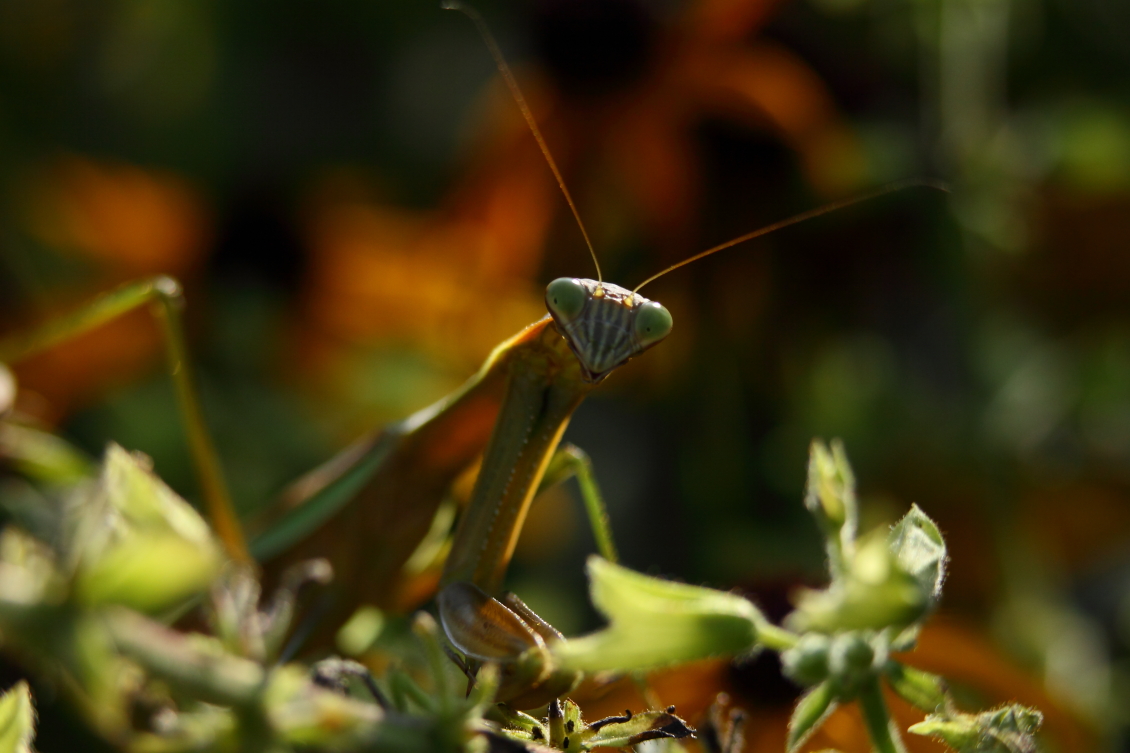 2013 08 29 HTP 04365