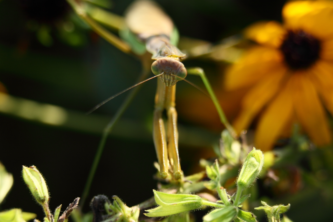 2013 08 29 HTP 04386