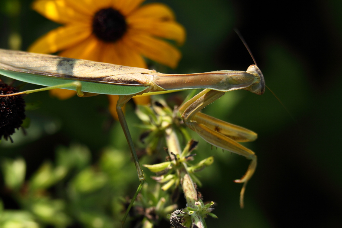 2013 08 29 HTP 04403